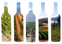 葡萄酒产区风土，如何影响风味？