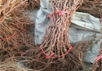 葡萄根系深度培育与土壤透气性优化工艺