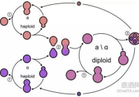 贵腐葡萄酒酵母（耐高渗透压酵母）筛选工艺
