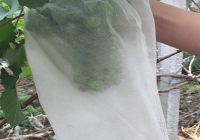 葡萄果实套袋（防鸟 / 防病害）工艺与套袋时机控制