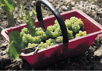 白葡萄果实轻柔压榨前整粒筛选工艺