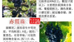 葡萄品种筛选与种植区域适配工艺