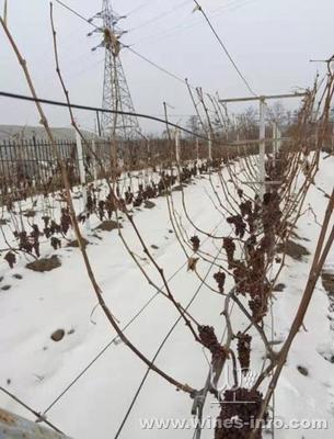 晚收葡萄（贵腐 / 冰酒原料）挂枝管理工艺