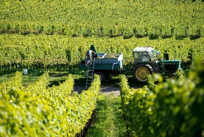 走进葡萄酒产区，聆听风土的故事