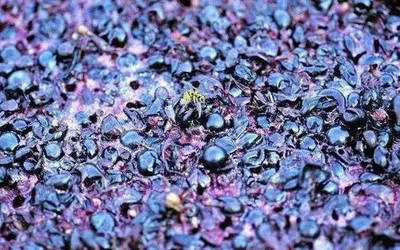 葡萄酒单宁（干涩 / 收敛）感知部位（牙龈 / 舌面）常识