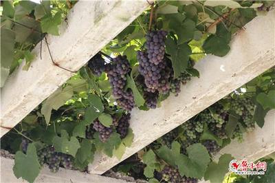 青岛华东葡萄酒庄园