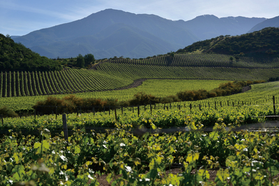 葡萄酒产区风土，自然奏响的味觉乐章