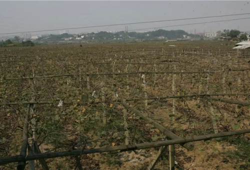 通化天露葡萄酒庄