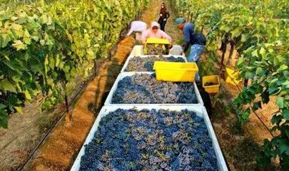 葡萄酒投资收藏科普：葡萄酒投资的风险与机遇​