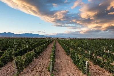 探秘葡萄酒风土，邂逅特色产区