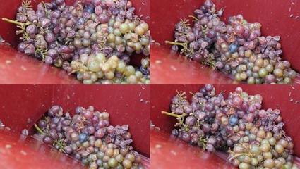 葡萄果实轻度破碎（破皮不破籽）工艺参数控制