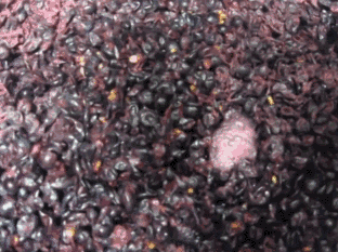 红葡萄酒发酵浸皮过程中酚类物质提取工艺