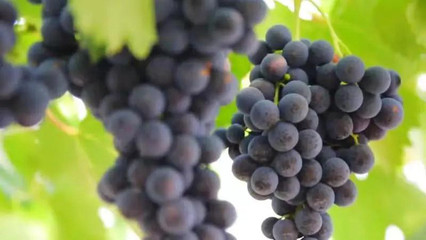 通化天池葡萄酒庄