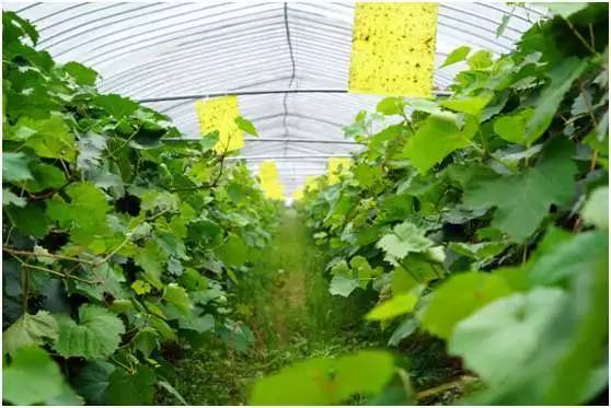 葡萄病虫害绿色防控（生物农药应用）工艺