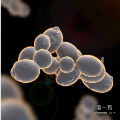 陈酿过程中葡萄酒微生物（酵母 / 细菌）活性控制工艺