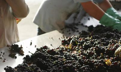 白葡萄酒工艺（全流程）标准化工艺