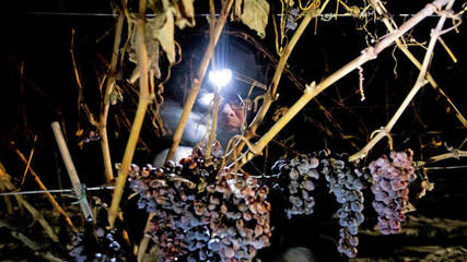 冰酒葡萄解冻后压榨（控制出汁率）工艺