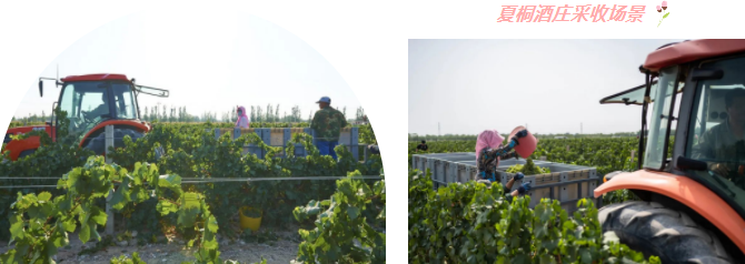 葡萄酒出厂前全项（感官 / 理化 / 微生物）检测工艺