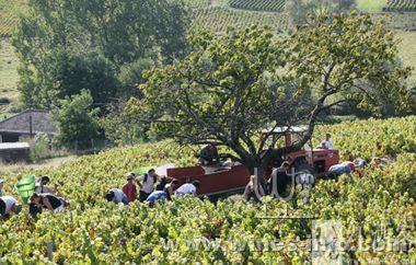 是什么赋予葡萄酒产区风土魅力？