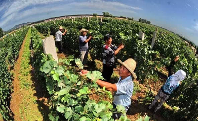 葡萄酒工艺合作（产学研 / 技术交流）管理工艺