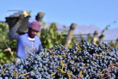 葡萄酒品牌数字推广：利用数字平台，实现精准营销​