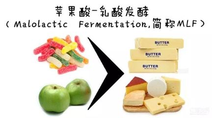 葡萄酒苹果酸 - 乳酸发酵新型乳酸菌（高效 / 低挥发酸）应用工艺