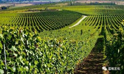探秘葡萄酒产区风土，有何发现？