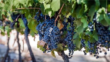 特种葡萄酒工艺创新（新技术应用）试验工艺